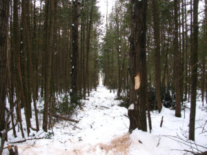 Certificat de piquetage à Terrebonne - Beausoleil Melançon Brousseau à Rawdon